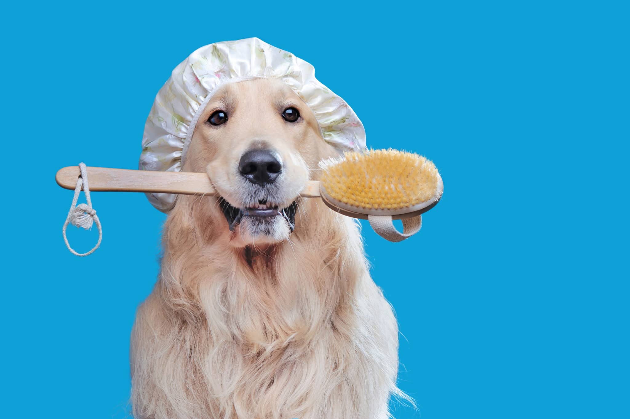 Mallette de Toilettage pour Chien, Trousse de Toilettage